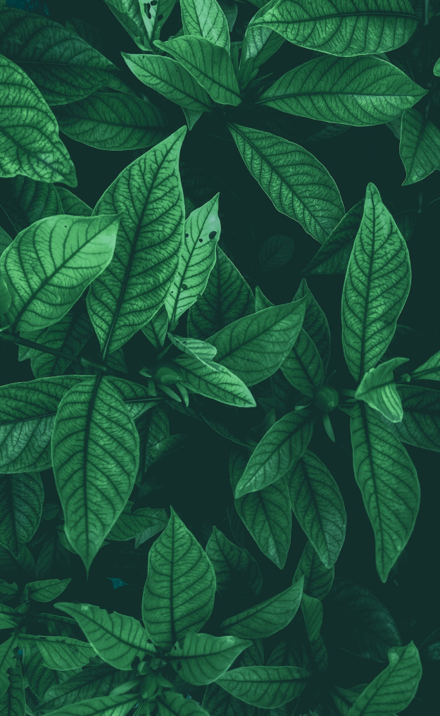 banner.png